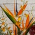 Birds of Paradise
